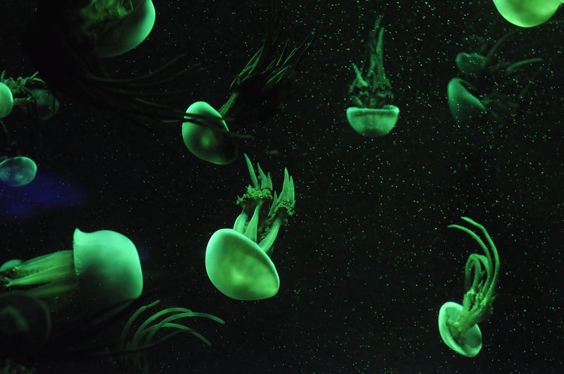 Marine life exploration